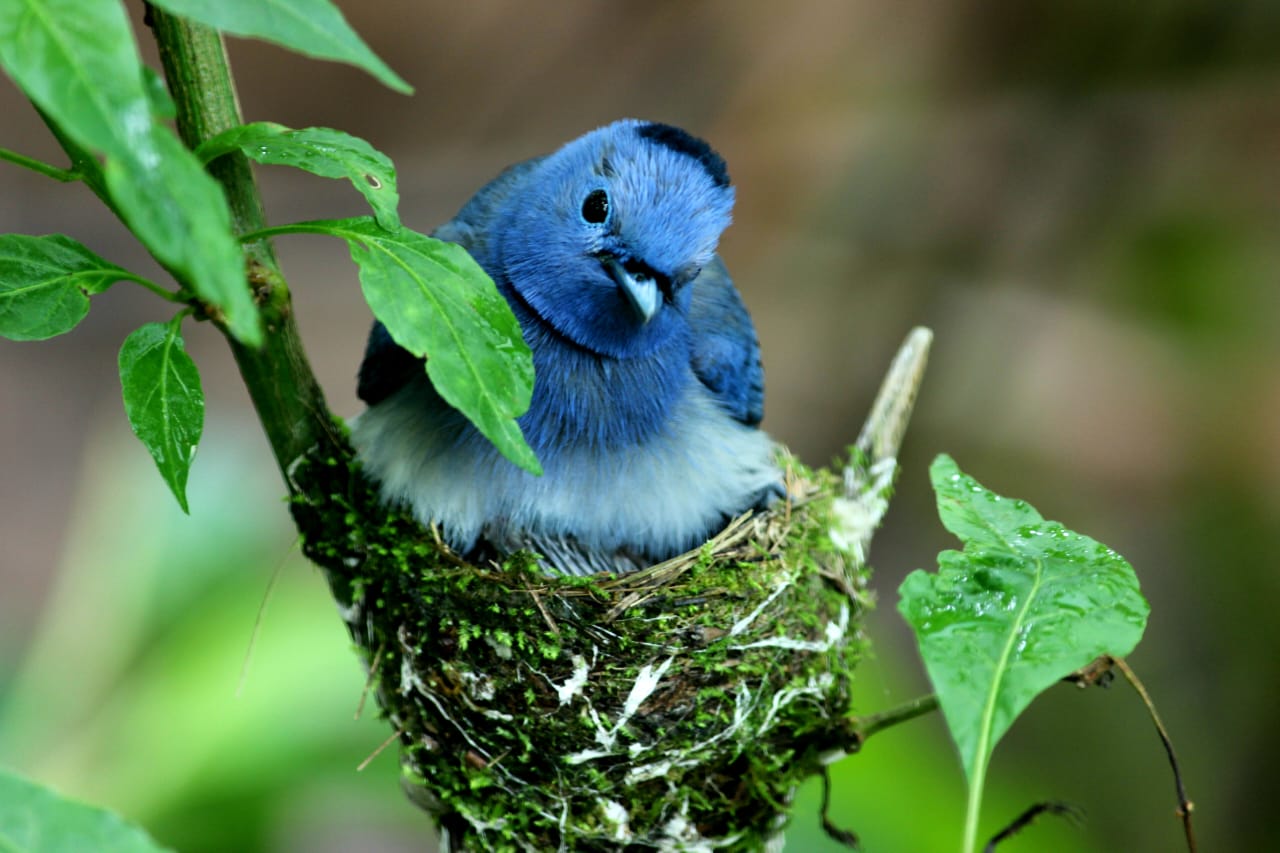 Black-naped Monarch