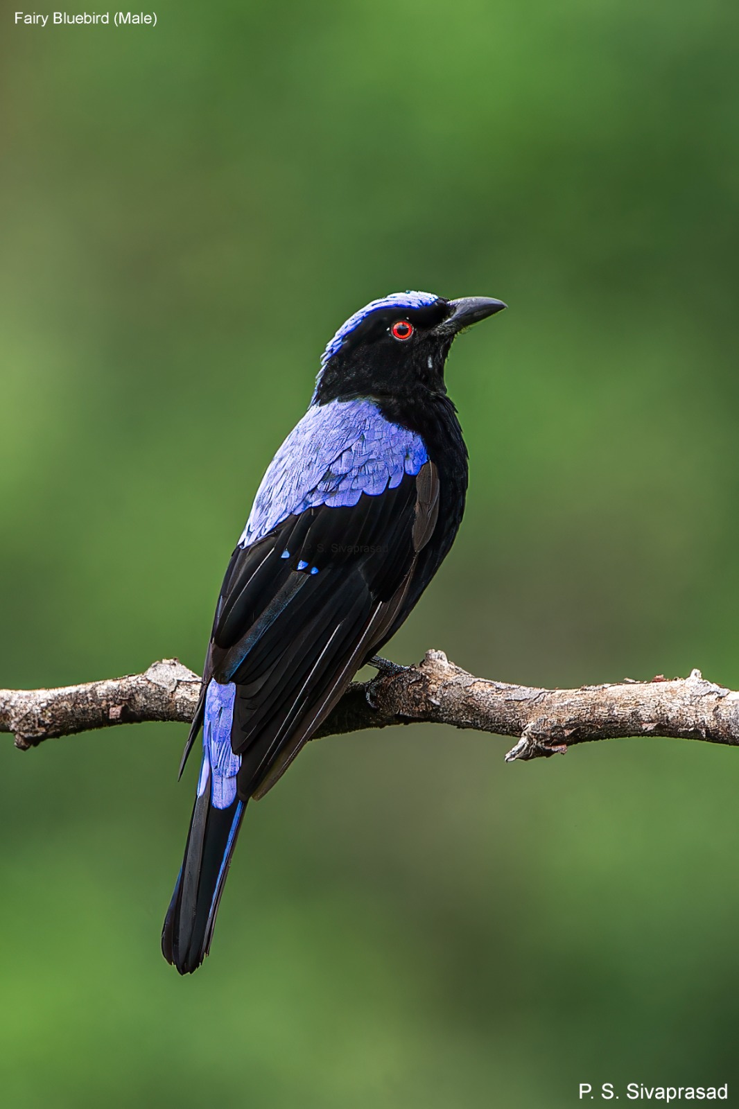 Fairy Bluebird (Male)