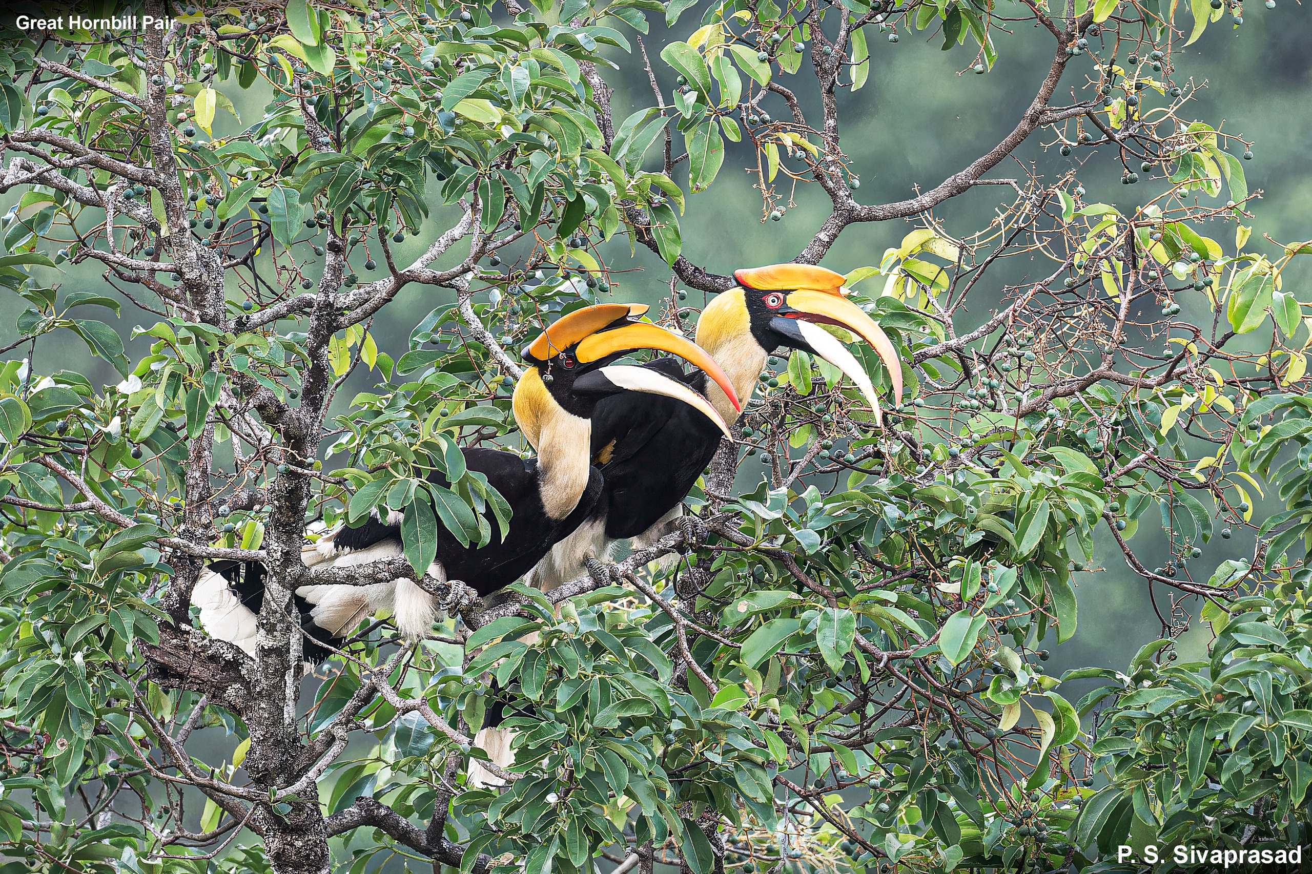 Great Hornbill Pair
