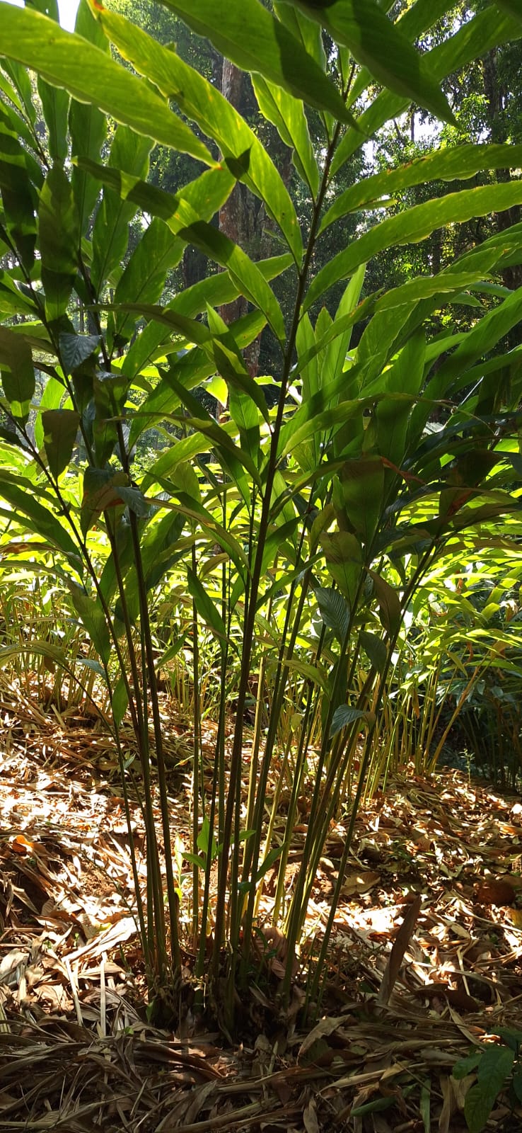 Chemical-free cardamom cultivation at Native Ground Sanctuary
