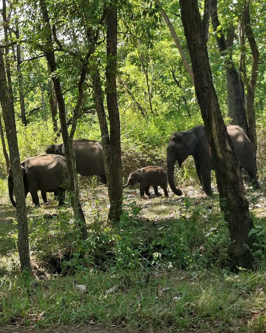 Wild elephant captured by the Native Ground 24x7 Ecological Observatory