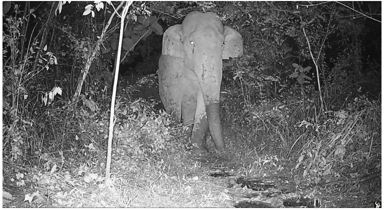 Wild elephant captured by the Native Ground 24x7 Ecological Observatory
